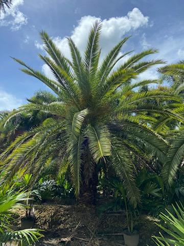 phoenix-canariensis-canary-island-date-palm-pineapple-palm