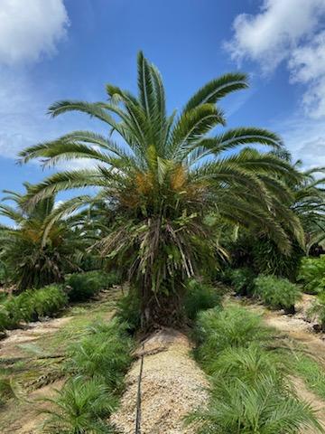 phoenix-canariensis-canary-island-date-palm-pineapple-palm