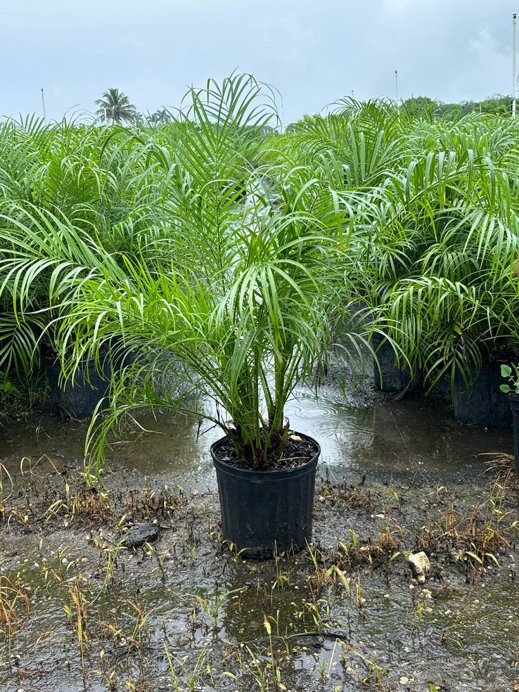 phoenix-canariensis-x-roebelenii-date-palm-hybrid-canary-x-roebelenii