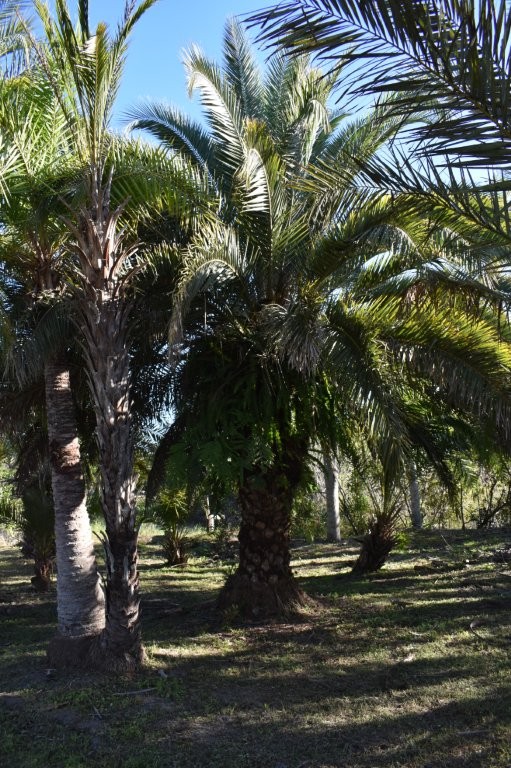 phoenix-canariensis-x-sylvestris-date-palm-hybrid-sylvester-x-canary