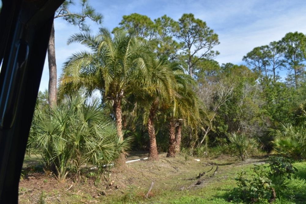 phoenix-canariensis-x-sylvestris-date-palm-hybrid-sylvester-x-canary