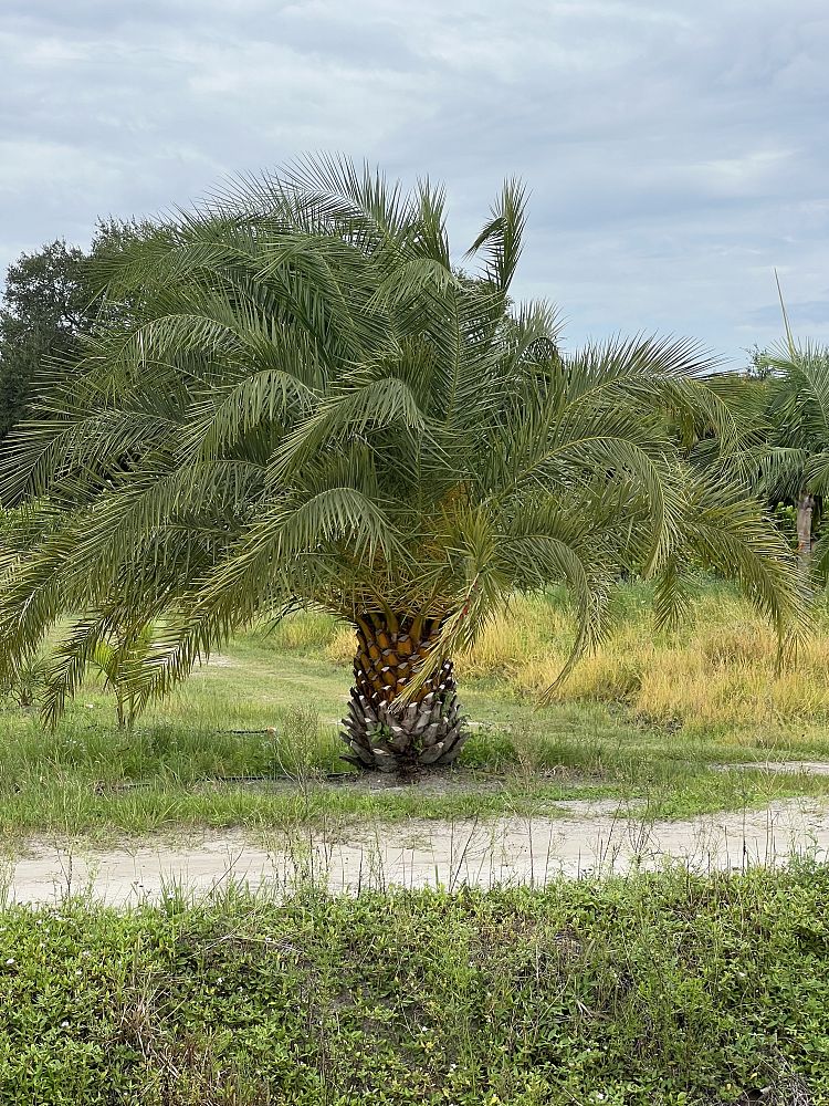 phoenix-canariensis-x-sylvestris-date-palm-hybrid-sylvester-x-canary