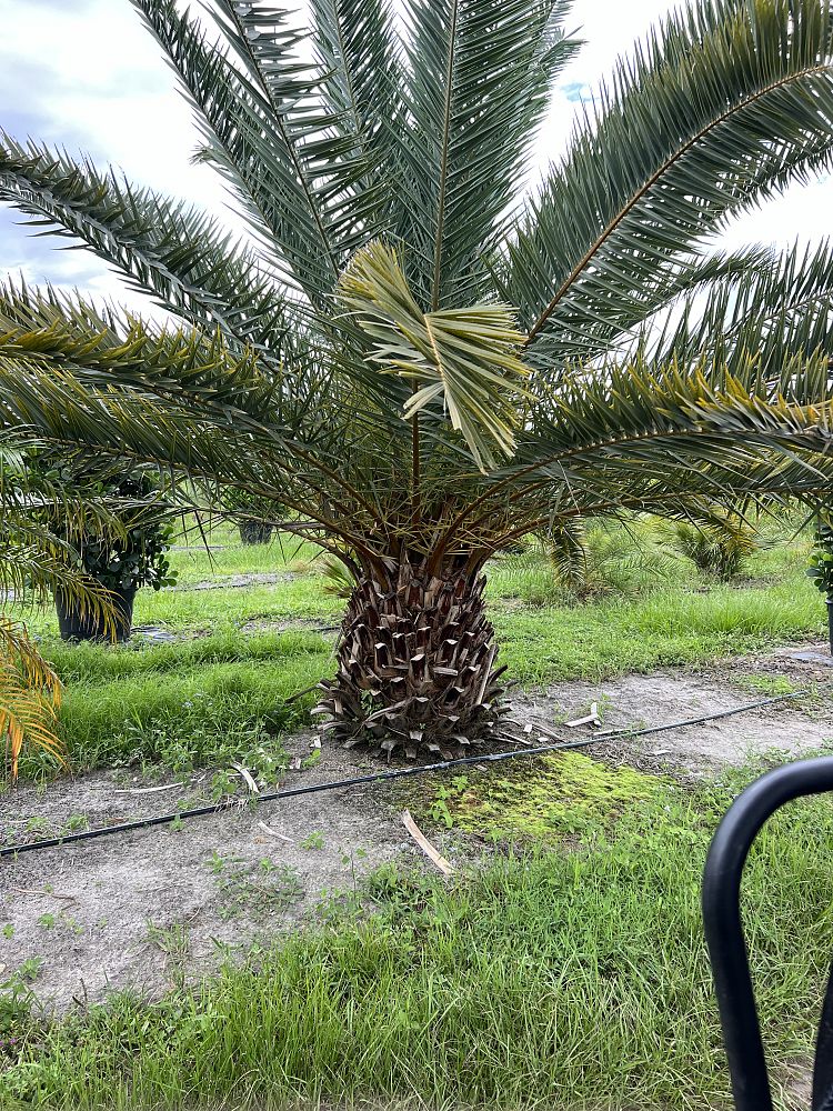 phoenix-canariensis-x-sylvestris-date-palm-hybrid-sylvester-x-canary