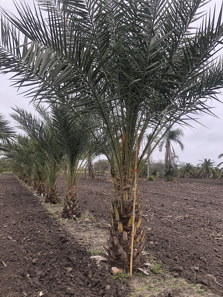 phoenix-dactylifera-date-palm