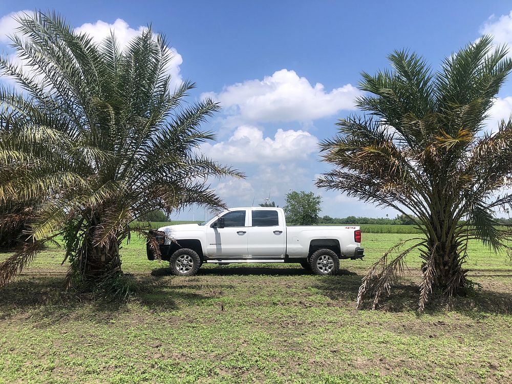 phoenix-dactylifera-date-palm