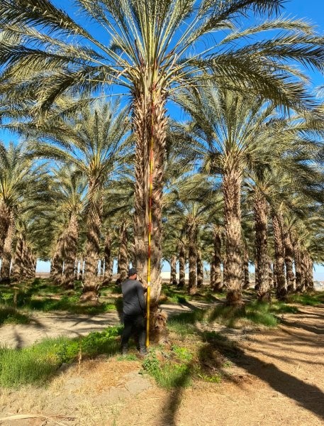 phoenix-dactylifera-deglet-noor-delet-noor-date-palm