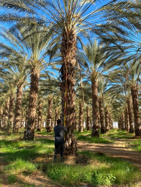 phoenix-dactylifera-deglet-noor-delet-noor-date-palm