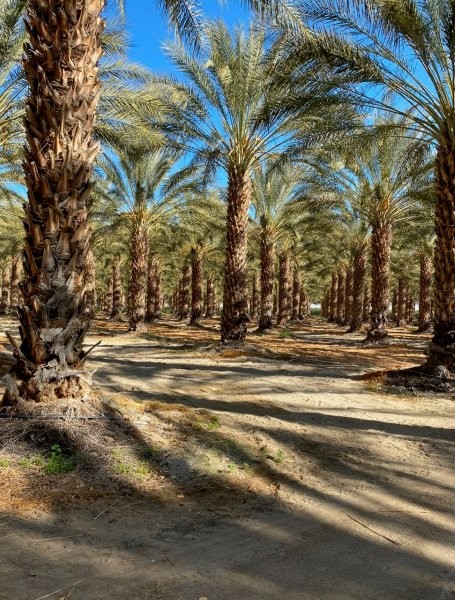 phoenix-dactylifera-deglet-noor-delet-noor-date-palm