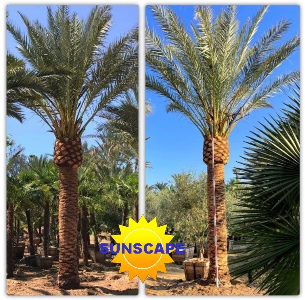 phoenix-dactylifera-medjool-medjool-date-palm