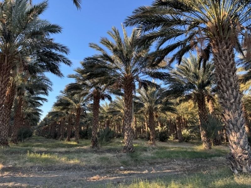 phoenix-dactylifera-medjool-medjool-date-palm