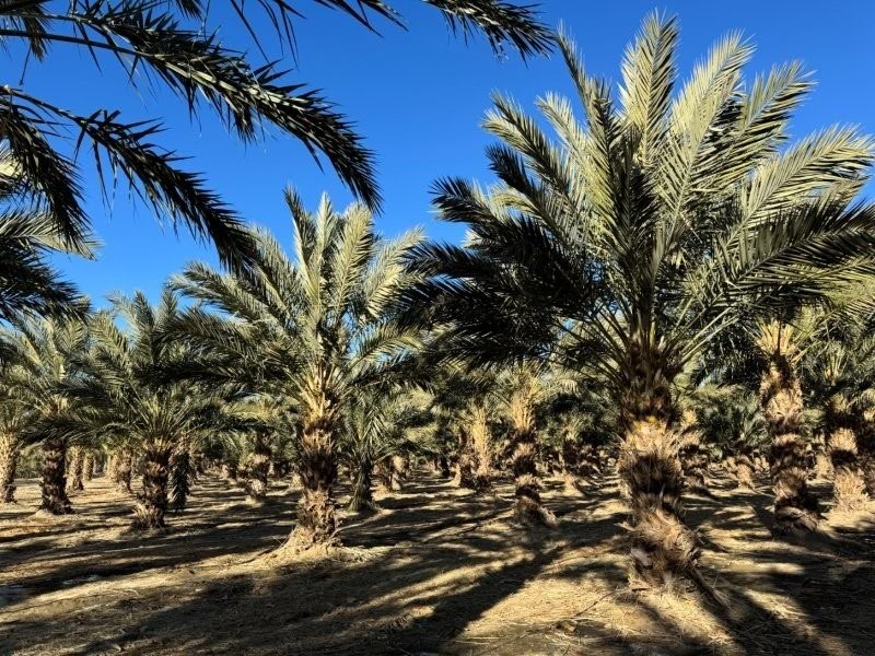 phoenix-dactylifera-medjool-medjool-date-palm