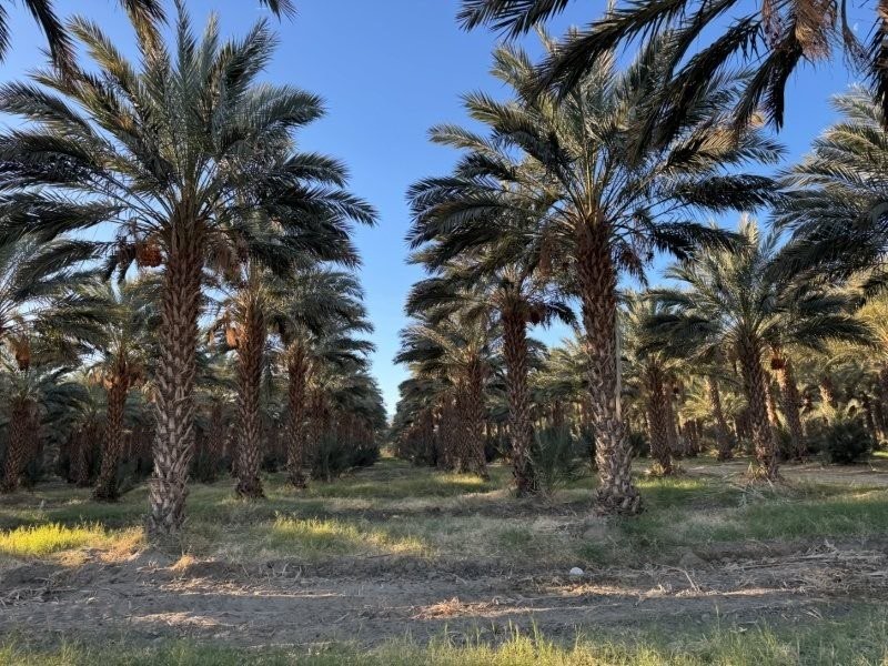 phoenix-dactylifera-medjool-medjool-date-palm