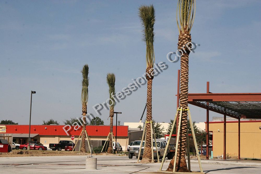 phoenix-dactylifera-medjool-medjool-date-palm