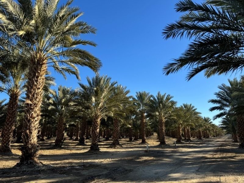 phoenix-dactylifera-medjool-medjool-date-palm