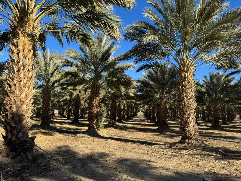 phoenix-dactylifera-medjool-medjool-date-palm