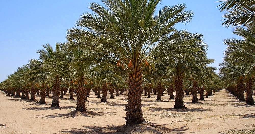 phoenix-dactylifera-medjool-medjool-date-palm