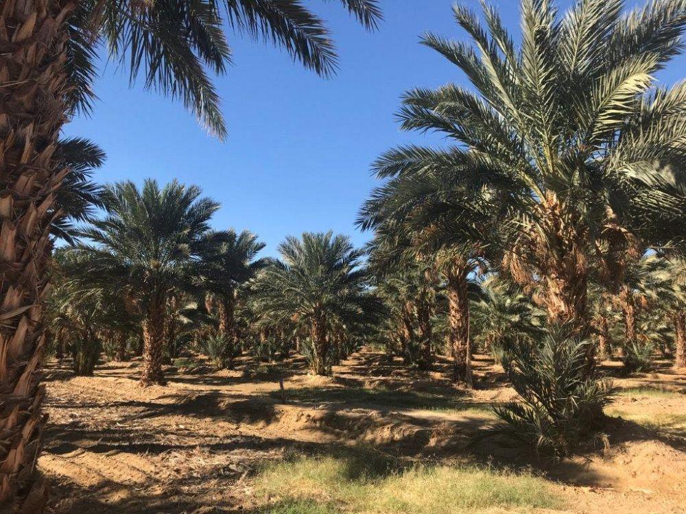 phoenix-dactylifera-medjool-medjool-date-palm