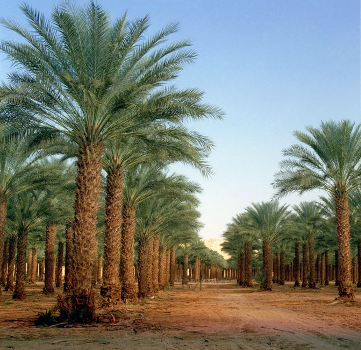 phoenix-dactylifera-medjool-medjool-date-palm