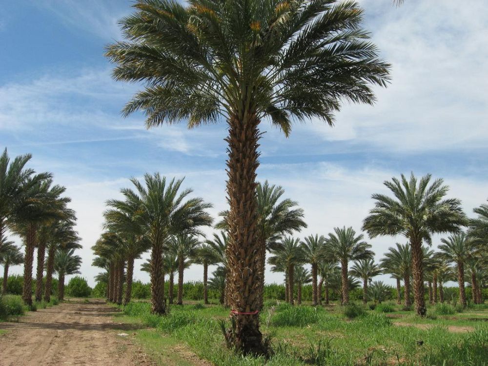 phoenix-dactylifera-medjool-medjool-date-palm