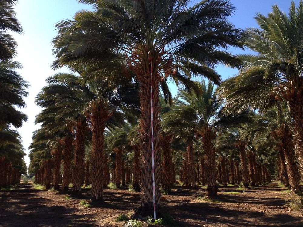 phoenix-dactylifera-medjool-medjool-date-palm