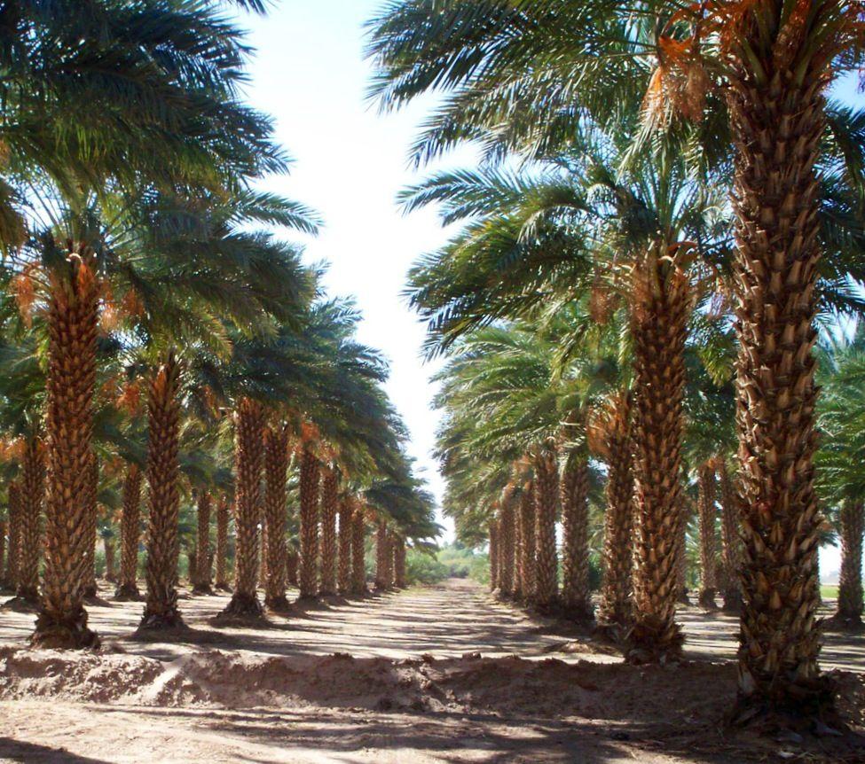 phoenix-dactylifera-medjool-medjool-date-palm