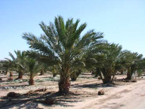 phoenix-dactylifera-medjool-medjool-date-palm