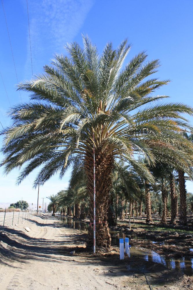 phoenix-dactylifera-medjool-medjool-date-palm