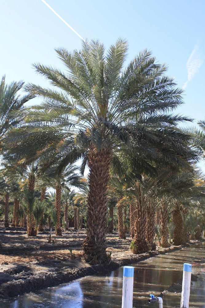 phoenix-dactylifera-medjool-medjool-date-palm