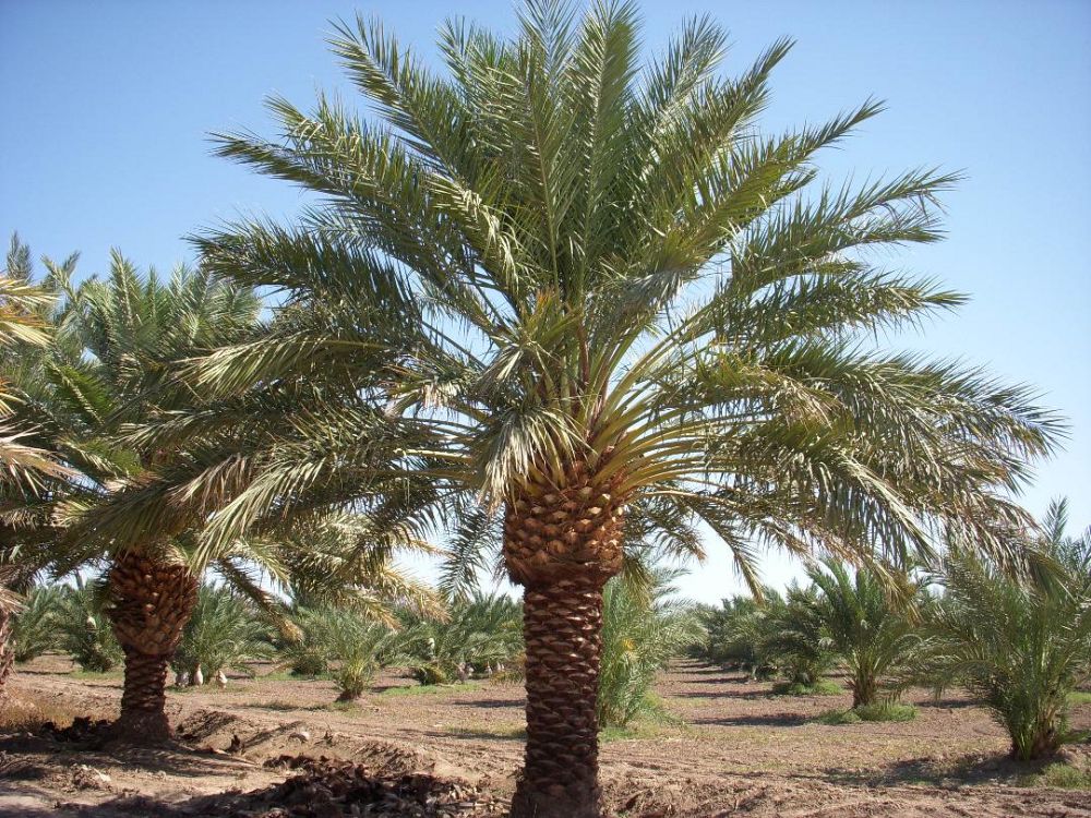 phoenix-dactylifera-medjool-medjool-date-palm