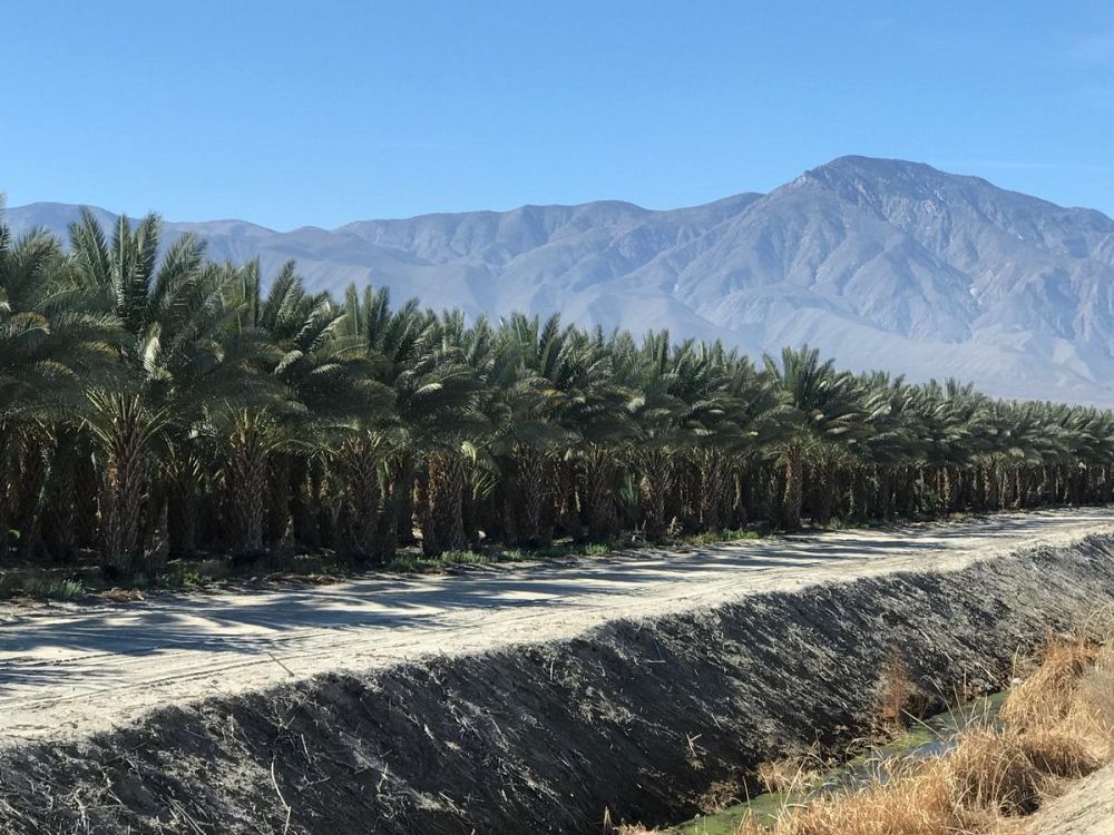 phoenix-dactylifera-zahidi-zahidi-date-palm