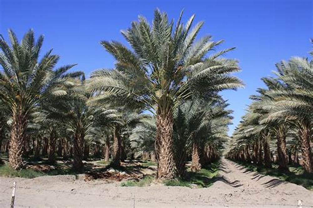 phoenix-dactylifera-zahidi-zahidi-date-palm