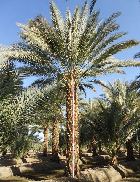 phoenix-dactylifera-zahidi-zahidi-date-palm