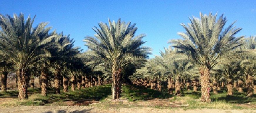 phoenix-dactylifera-zahidi-zahidi-date-palm