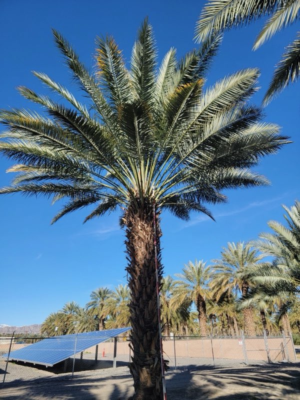 phoenix-dactylifera-zahidi-zahidi-date-palm