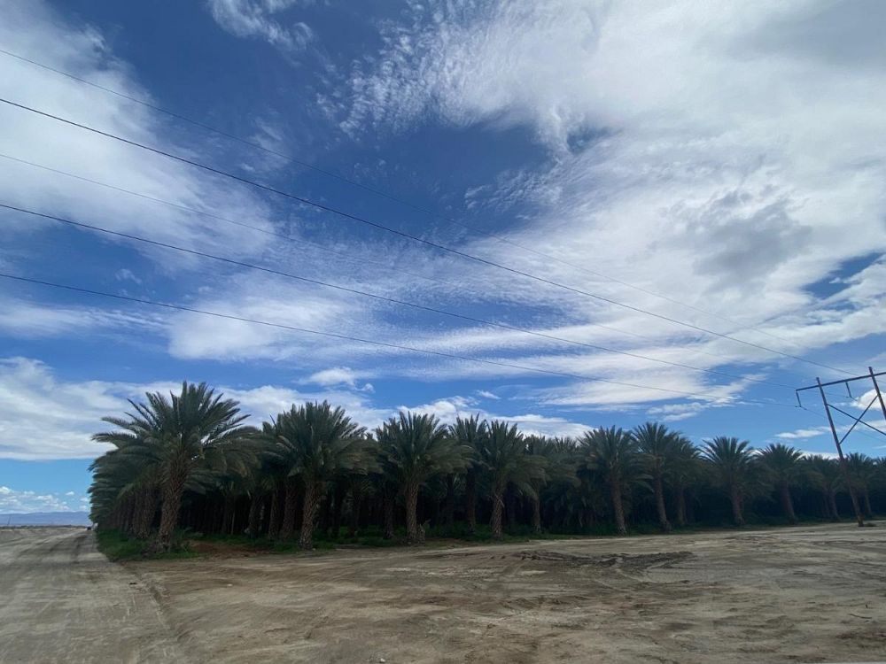 phoenix-dactylifera-zahidi-zahidi-date-palm