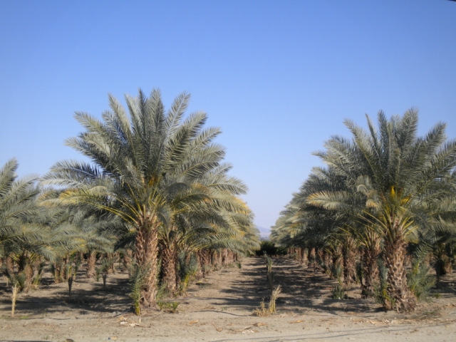 phoenix-dactylifera-zahidi-zahidi-date-palm