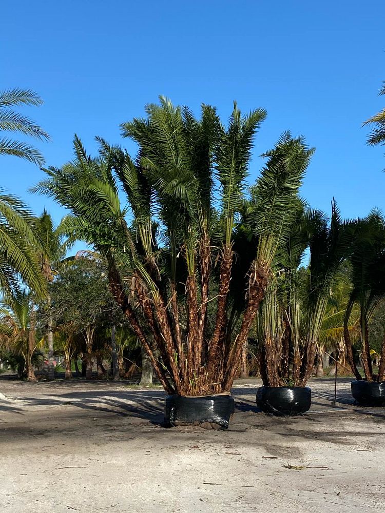 phoenix-reclinata-hybrids-reclinata-hybrid-date-palms