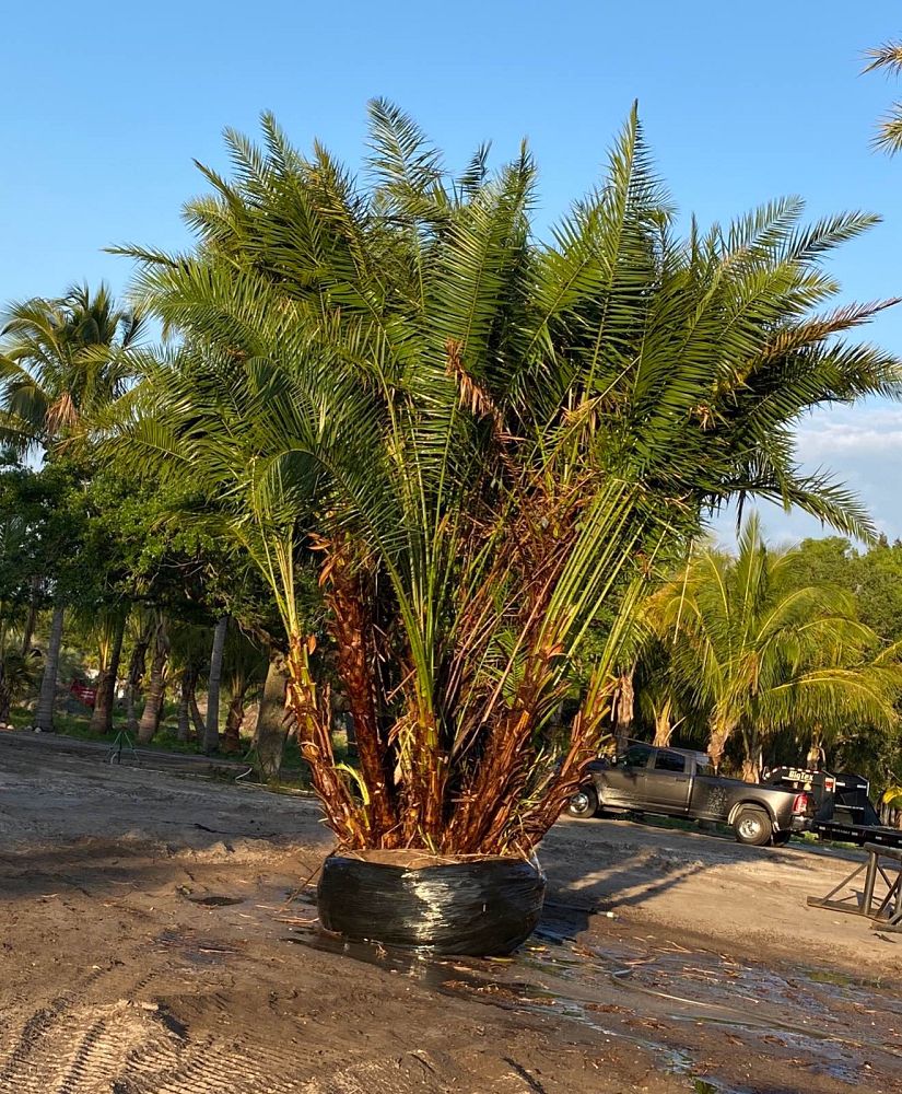 phoenix-reclinata-hybrids-reclinata-hybrid-date-palms