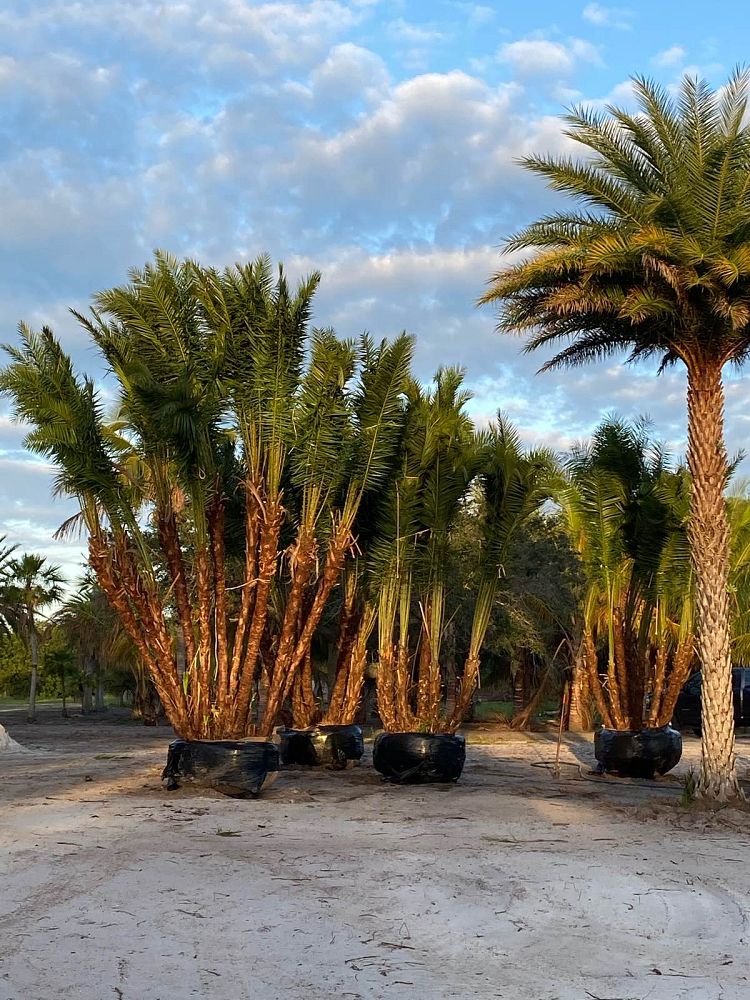 phoenix-reclinata-hybrids-reclinata-hybrid-date-palms