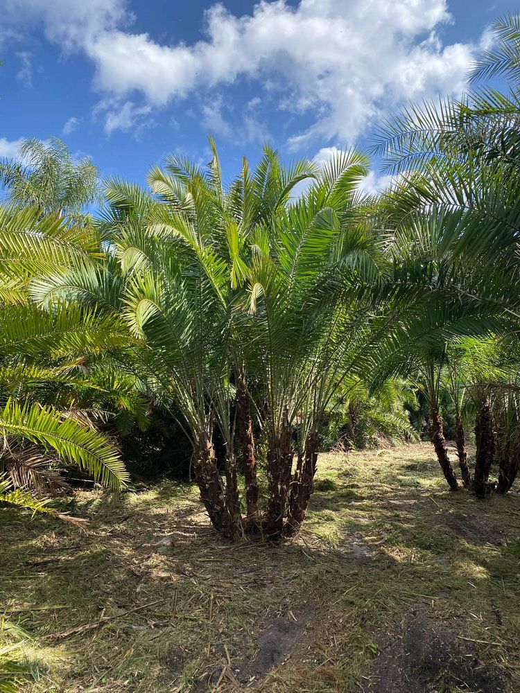 phoenix-reclinata-hybrids-reclinata-hybrid-date-palms