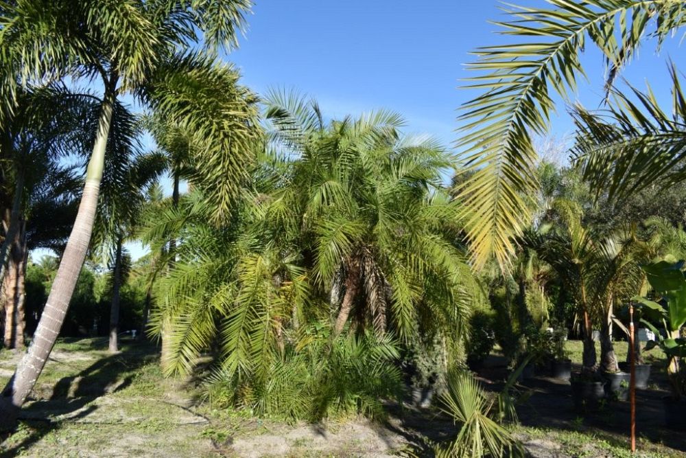 phoenix-reclinata-senegal-date-palm