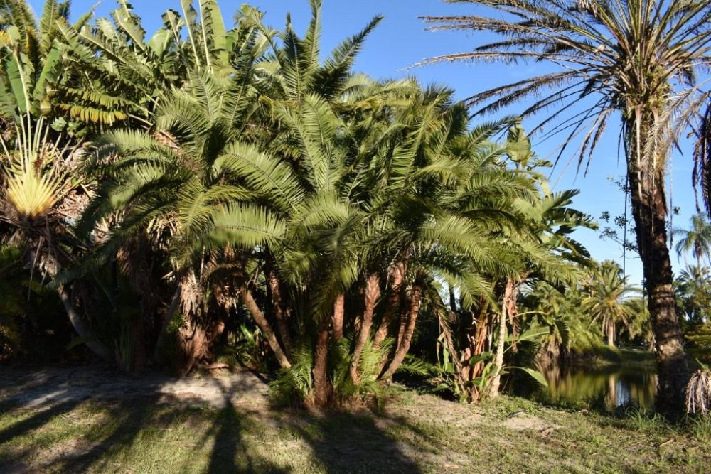 phoenix-reclinata-senegal-date-palm