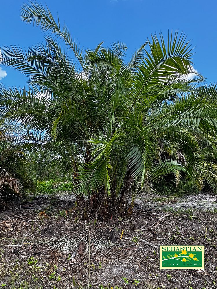 phoenix-reclinata-senegal-date-palm