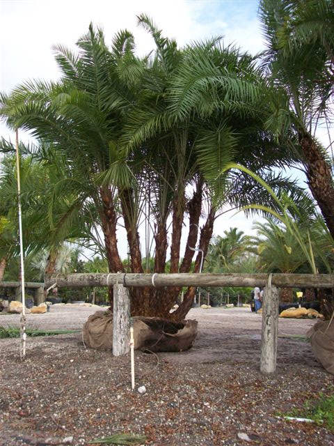 phoenix-reclinata-senegal-date-palm