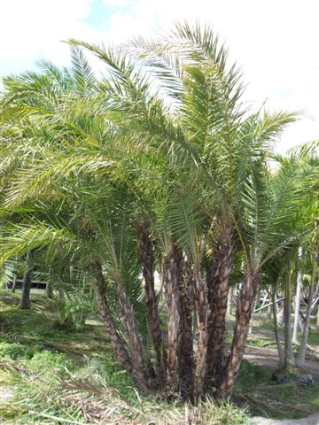 phoenix-reclinata-senegal-date-palm