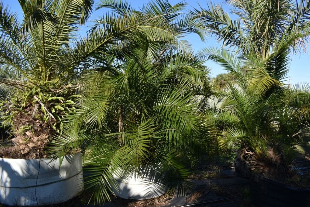 phoenix-reclinata-senegal-date-palm