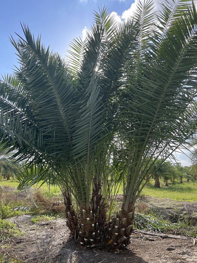 phoenix-reclinata-senegal-date-palm