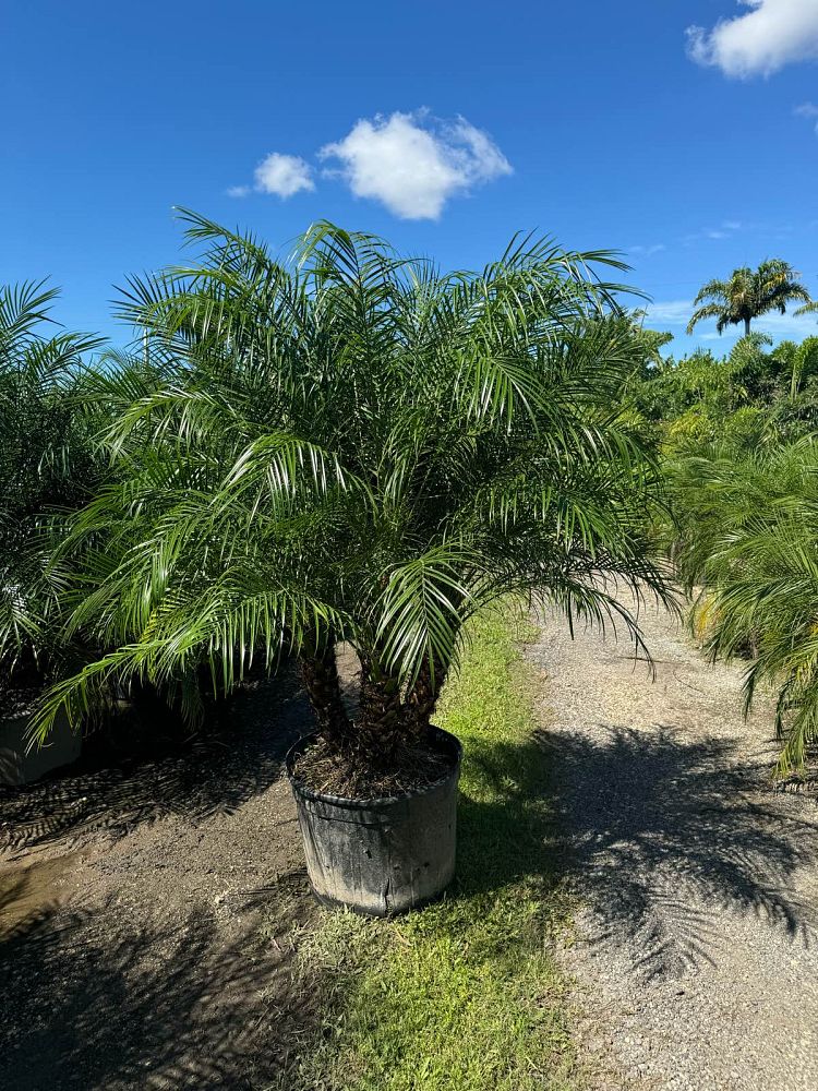 phoenix-reclinata-x-roebelenii-date-palm-hybrid-reclinata-x-roebelenii