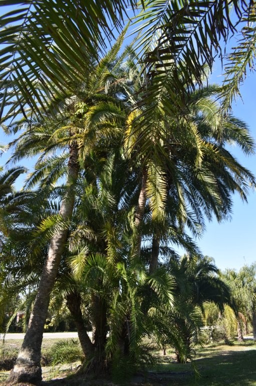 phoenix-reclinata-x-sylvestris-date-palm-hybrid-reclinata-x-sylvester