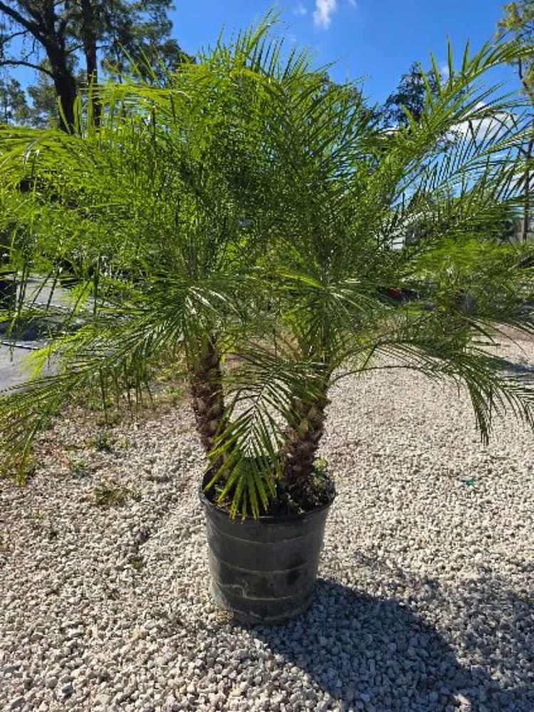 phoenix-roebelenii-pygmy-date-palm-roebelenii-palm